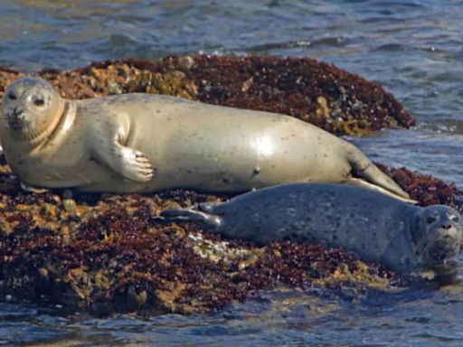 Cape Town Declares Rare Outbreak Of Rabies After Infected Seals Bite Tourists At The Beach