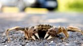 "Furry"-clawed invasive crab that terrorizes fisherman found in New York