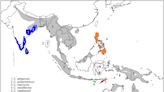 「追～追～」科學家在小巽他群島發現新的夜鷹物種