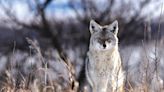 Illinois bill banning coyote hunt contests described as ‘tale of two regions’ - Outdoor News