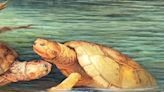 Giant turtle revealed in "remarkable" 57-million-year-old fossils