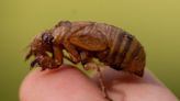 Cicadas are so noisy in a South Carolina county that residents are calling the police