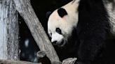 What We Know About Giant Pandas Arriving in the U.S.