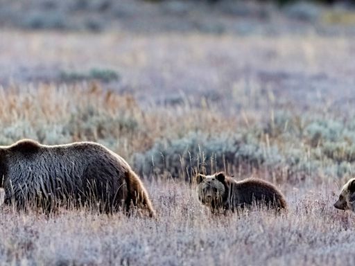 Army veteran seriously injured by grizzly bear protecting her cub at Grand Teton National Park