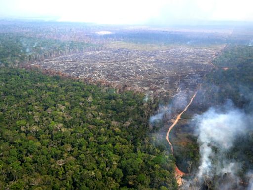 Facing backlash, EU moves to delay deforestation rules