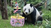 "Xin Xin", la legendaria panda de Chapultepec, cumple 34 años