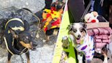 39 Dogs Who Have Stolen My Heart During The NYC Halloween Parade