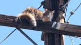 加州百厭貓被困15米高電線桿 斷水斷糧數日終獲救