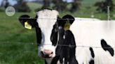 Could bird flu in cows lead to a human outbreak? Slow response worries scientists