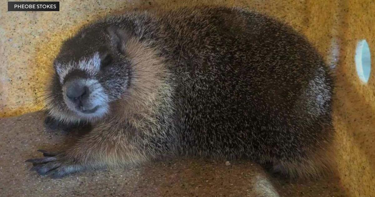 Marmot travels almost three hours under car hood from Yosemite to Pollock Pines