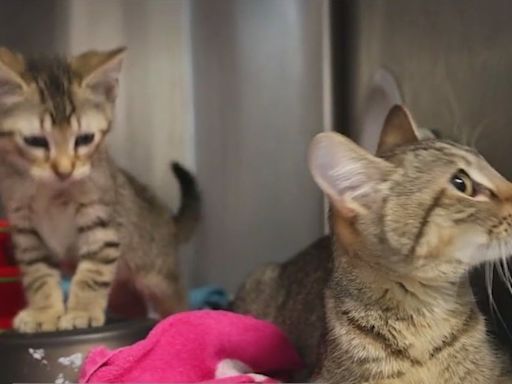 PAWS Chicago rescues 35 cats from deadly illness at city shelter