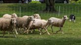 Sheep Shearing Festival returns to North Andover Town Common