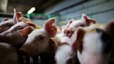 FDA moves to pull drug used by pork industry, citing human cancer risk