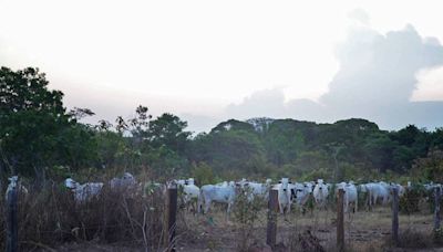 Criação ilegal de gado dispara na Terra Indígena Arariboia, no Maranhão