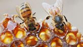 El oro de las abejas: la miel como un superalimento
