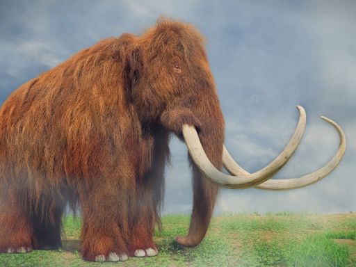 Humans responsible for the extinction of large mammal 50,000 years ago