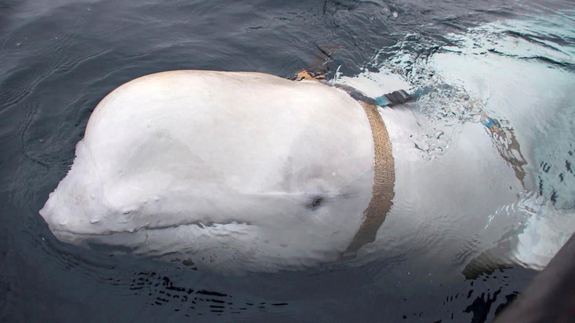 Activists Fury After Alleged ‘Russian Spy’ Whale’s Cause of Death Revealed