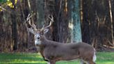 Chronic wasting disease on the rise in Texas deer populations