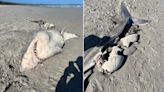 Orcas attacked a great white shark to gorge on its liver in Australia, shredded carcass suggests