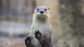 Beloved Virginia Aquarium river otter Tippy dies