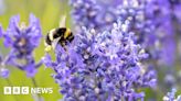 Stafford awarded 'Bee Friendly Town' status