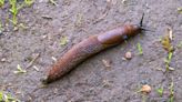 Farmers needed for next stage of slug control project - Farmers Weekly
