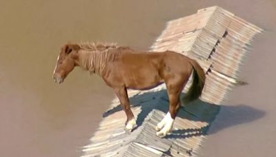 Así fue el increíble rescate de “Caramelo”, el caballo que se había quedado atrapado por las inundaciones de Brasil