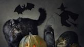 Photographer Has Spooky and Magical Halloween Photoshoot with Her Black Cats