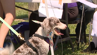 Pet owners strut their stuff for charity - WBBJ TV