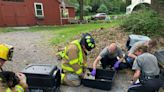 Over a dozen puppies rescued after rollover crash in Woodstock