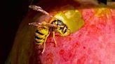 Effective cheap spray stops wasps entering your home without using chemicals