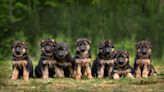 German Shepherd Puppies Adorably ‘Attack’ Woman Just in Time for Shark Week