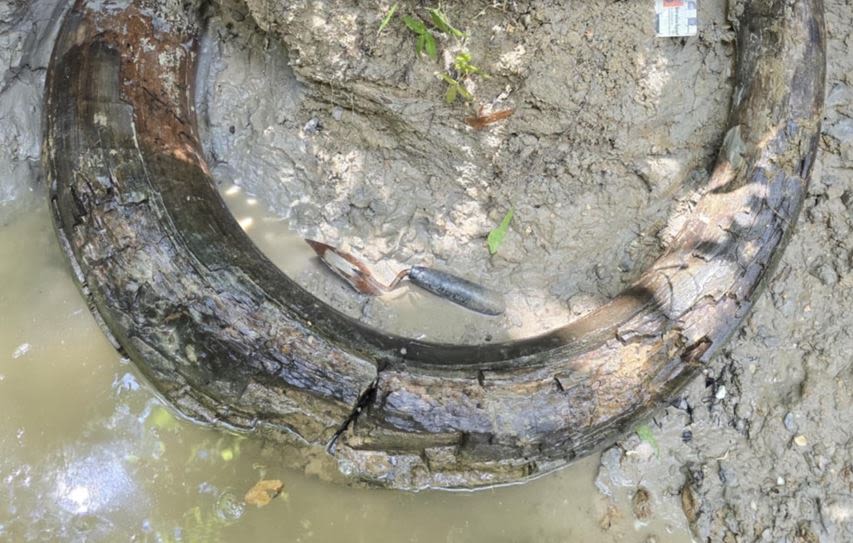 Fossil collector finds mammoth tusk in Madison County - WXXV News 25