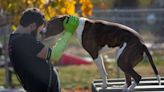 Indianapolis moves to ban retail sale of cats, dogs, rabbits. But state could intervene.