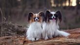7 menores raças de cachorro do mundo