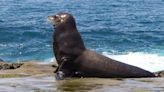 Moment California beachgoers rush to escape charging sea lion