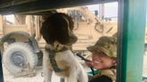 Afghanistan military dog set to reunite with its owner in the U.S.