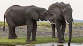 Botswana threatens to send 20,000 elephants to Germany