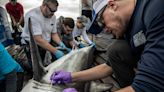 Científicos de Oceanogràfic València colaboran en una expedición para estudiar la presencia de tiburones blancos en el norte de España
