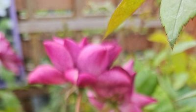 The cool colours in Reading as the fantastic flowers bloom all over Berkshire