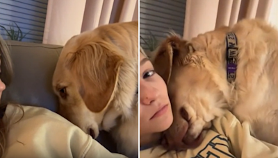 Golden retriever's "tantrum" after being told off has internet in stitches