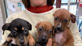 Seven puppies found in box, all had severe case of parvo
