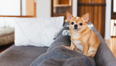 Chihuahua Gives Mom Most Hilarious Stare After She Messes Up 'His Spot'