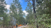 The tree’s truth: Once dominant, longleaf pines face the growing threat of climate change