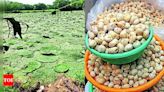 How this 'super food' can turn fortune of Mithilanchal farmers | Patna News - Times of India