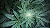 IGC Pharma Says Cannabinoid-Based Drug Candidate Provides Fast Relief With Fewer Side Effects For Alzheimer's-Associated...