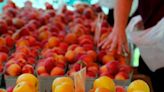 The ultimate guide to farmers markets in Summit County for summer 2023