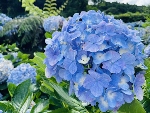 竹子湖繡球花季近尾聲 漫步山間享受賞花樂