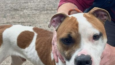 Starving dog dumped at Belfast train station ready to find new family