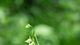 'It's a remarkable discovery': Botanists find plant not seen in Vermont since 1916